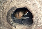 تصاویر خیرهکننده از لانهسازی گنجشکها