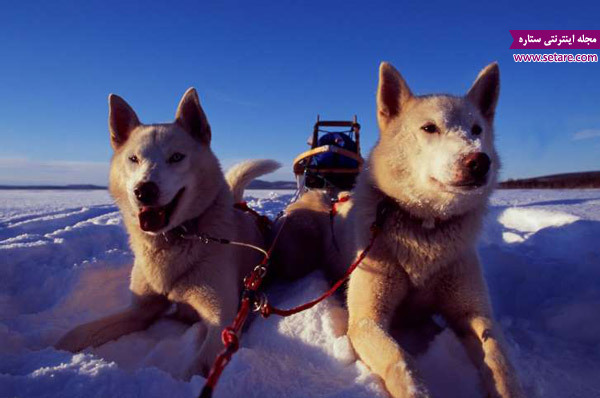 تعطیلات زمستانی، مقاصد توریستی، سگ هاسکی، اسکی، سورتمه سواری، مدار قطب شمال، گردشگری