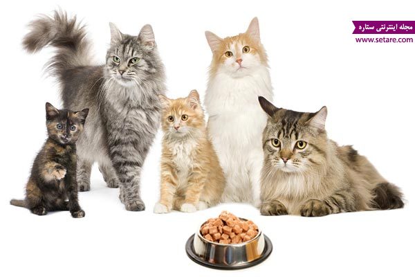  غذای بچه گربه، غذای گربه، عکس گربه، عکس بچه گربه