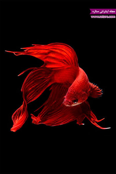 ماهی قرمز ، عکس ماهی قرمز ، غذای ماهی قرمز ، ماهی آکواریوم