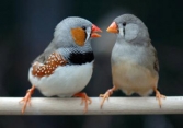 همه چیز درباره تولید مثل و تخم گذاری فنچ ها