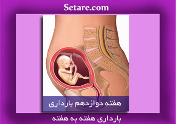 هفته دوازدهم بارداری - حرکت رحم به بالا و کاهش فشار بر مثانه