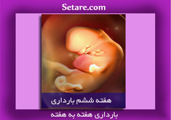 هفته ششم بارداری - تپیدن قلب جنین با ریتم ثابت