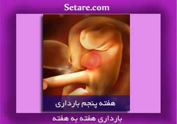 هفته پنجم بارداری - شروع نوسانات خلقی و افزایش ادرار