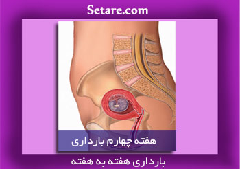هفته چهارم بارداری - تشکیل اندام های داخلی نوزاد