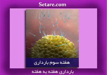 هفته سوم بارداری - آشنایی با علائم اولیه بارداری