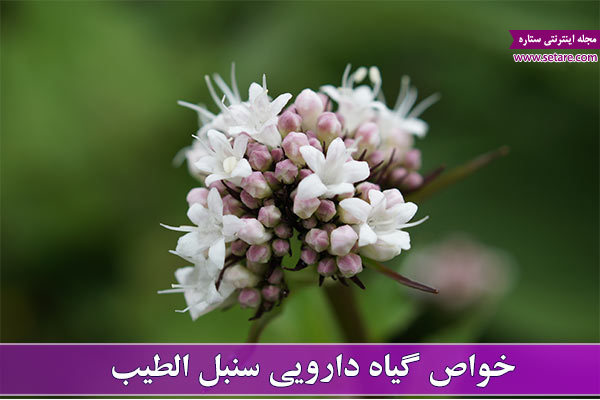 عکس سنبل الطیب، خواص سنبل الطیب، گیاه سنبل الطیب، دمنوش سنبل الطیب
