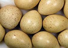 خواص تخم کبک و ارزش غذایی شگفت انگیز آن