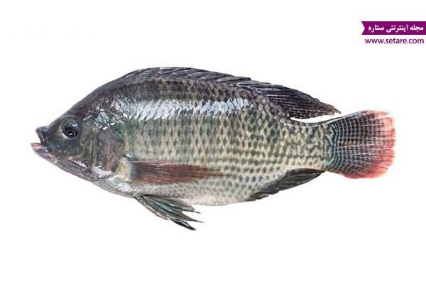 عکس ماهی تیلاپیا، خواص ماهی تیلاپیا