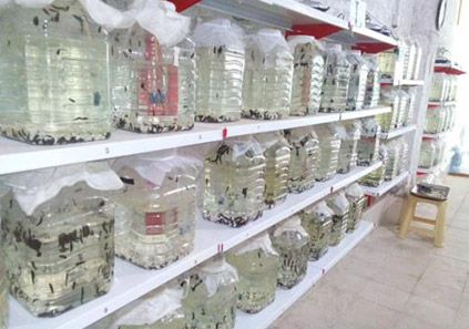 روش پرورش زالو در منزل با سرمایه اندک