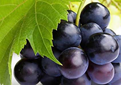 انگور سیاه (مویز)؛ از خواص بی نظیر انگور سیاه غافل نشوید