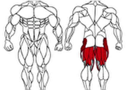 حرکت ورزشی عضلات پشت ران (Hamstrings) - بدنسازی