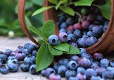 بلوبری و لاغری + نحوه مصرف بلوبری برای کاهش وزن