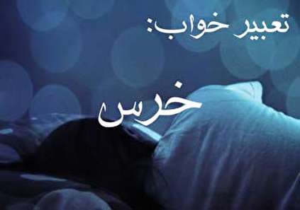 تعبیر خواب خرس و خرس قطبی - دیدن خرس در خواب چه تعبیری دارد؟