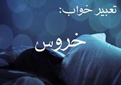 تعبیر خواب خروس - دیدن خروس در خواب چه تعبیری دارد؟