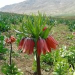 چهارمحال و بختیاری