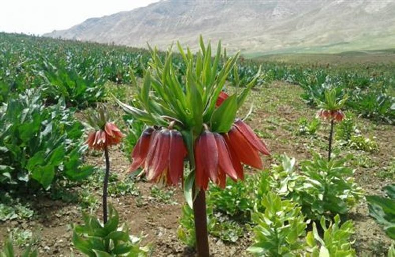 چهارمحال و بختیاری