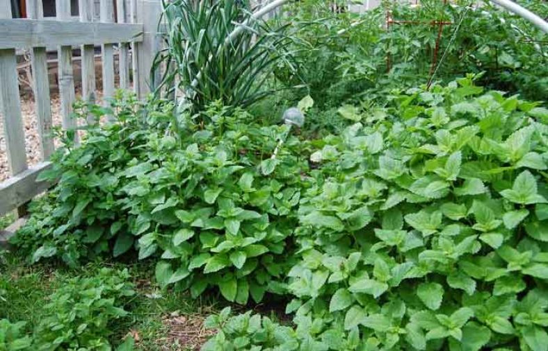 خواص درمانی بادرنجبویه