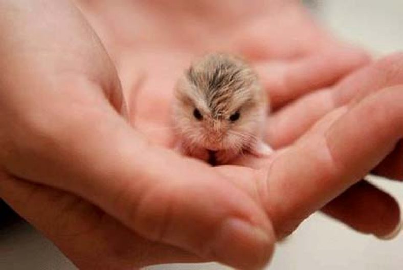 بچه‌های حیوانات
