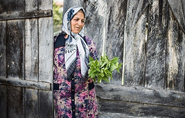 آش گزنه در گلستان