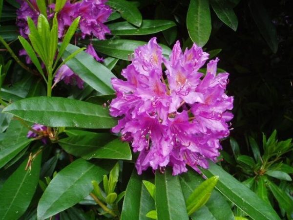 گل‌ غیر خوراکی