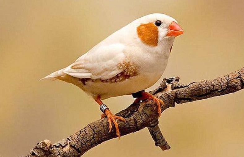 فنچ زبرا