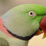 شاه ‌طوطی