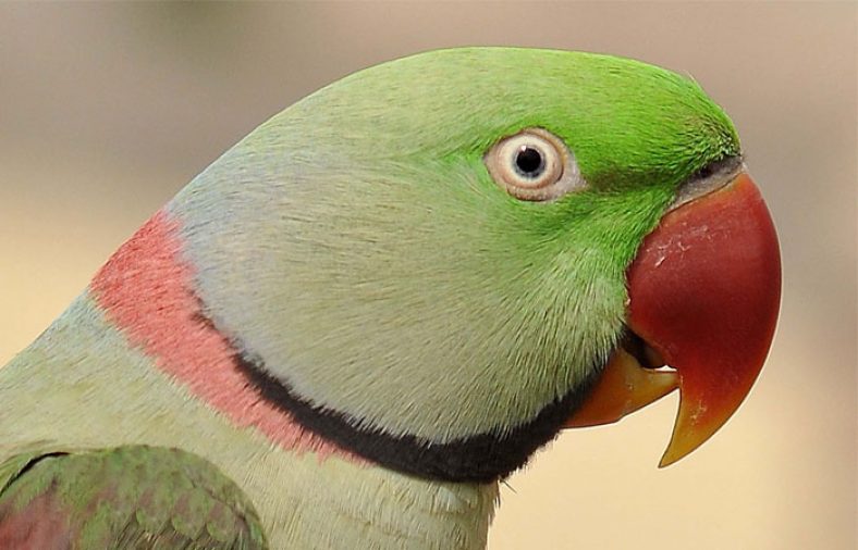 شاه ‌طوطی
