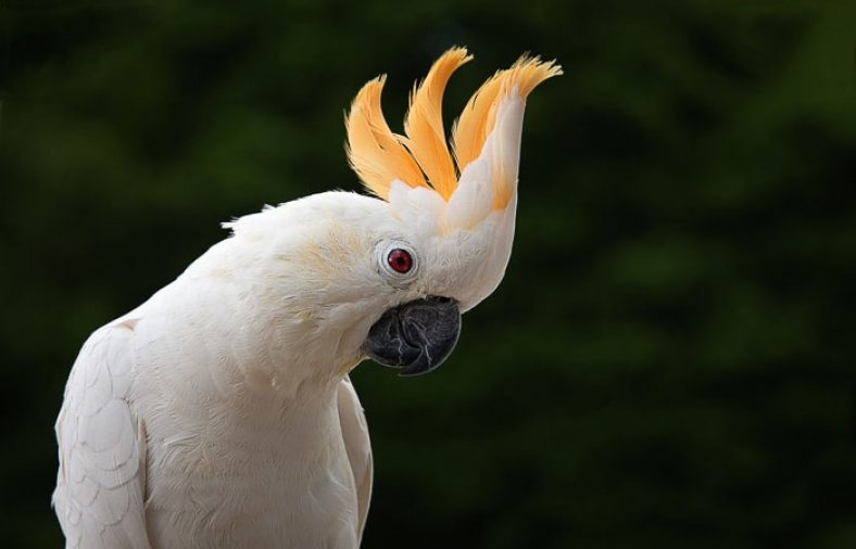 طوطی کاکادو