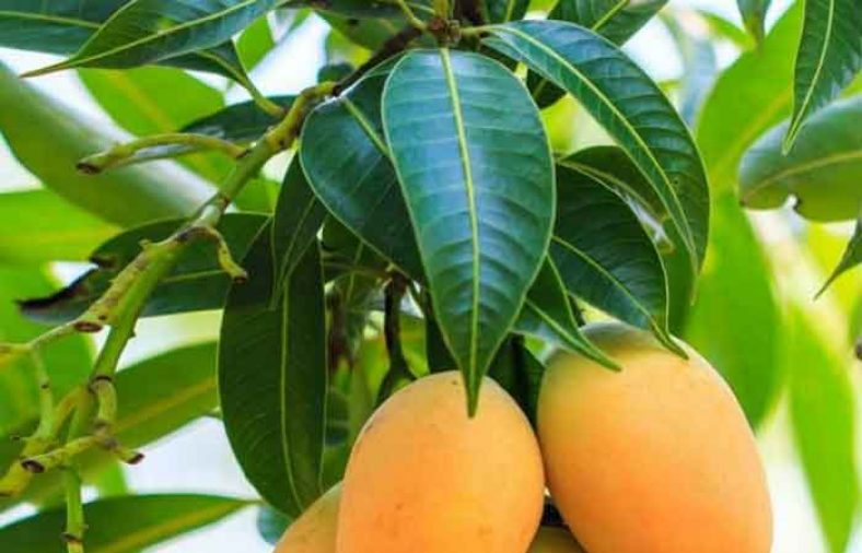 خواص برگ انبه