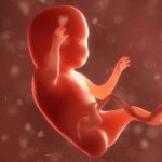 تعیین جنسیت جنین بدون سونوگرافی