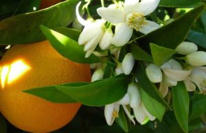 خواص بهار نارنج