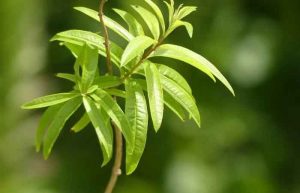 خواص به لیمو