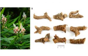 خواص خولنجان