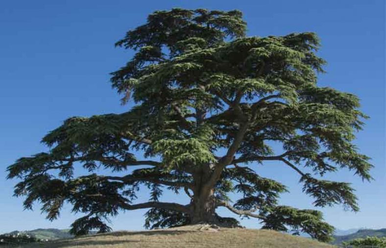 خواص سدر