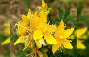 خواص علف چای