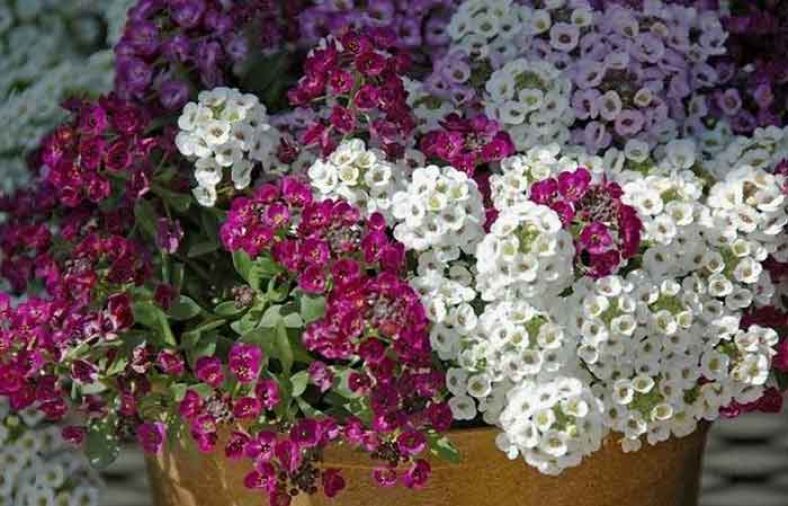خواص قدومه شیرازی
