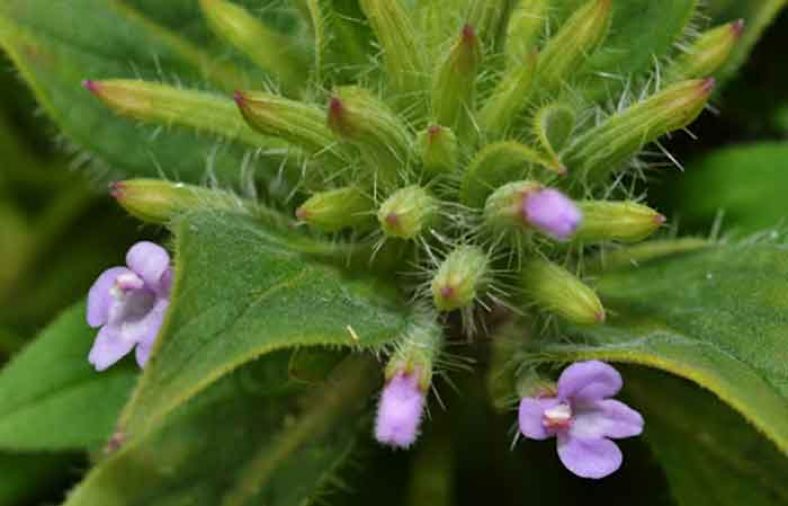 خواص کاکوتی