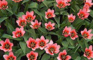 خواص گل ساعتی