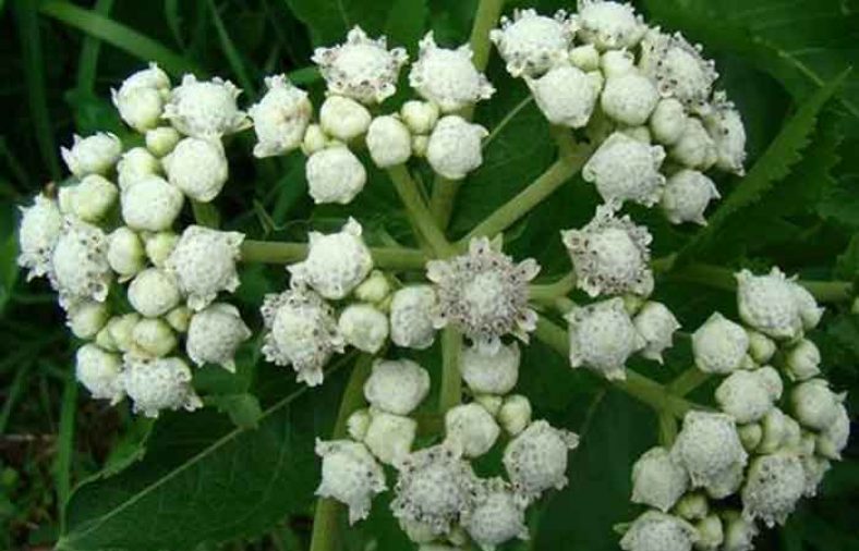 خواص گنه گنه