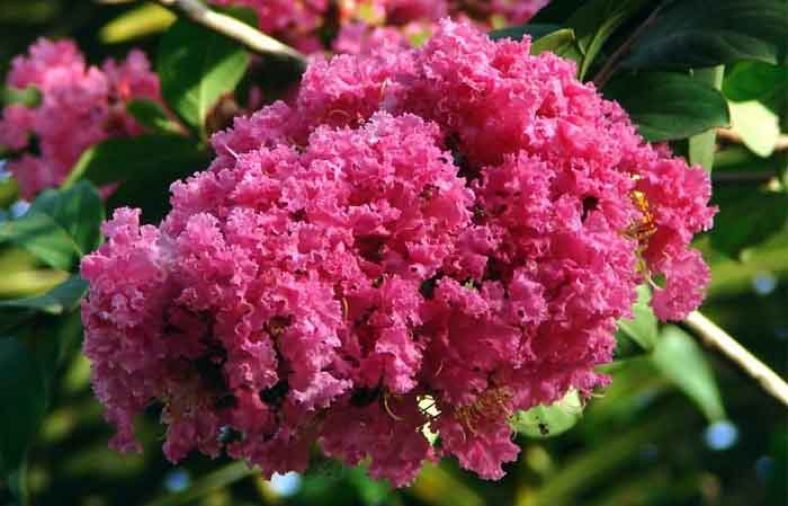 خواص مورد