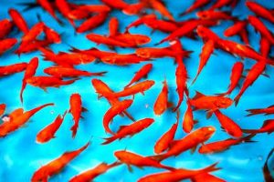 غذای ماهی قرمز
