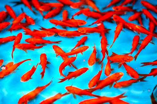 شرایط نگهداری و غذای ماهی قرمز چیست؟ - ستاره