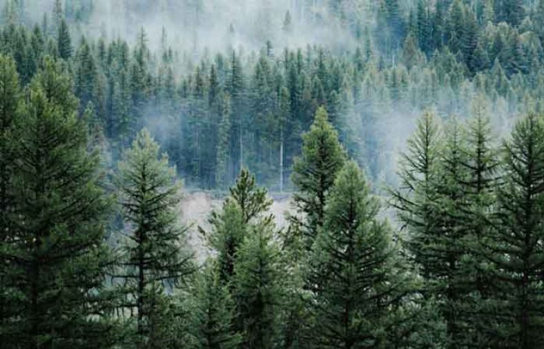 خواص کاج