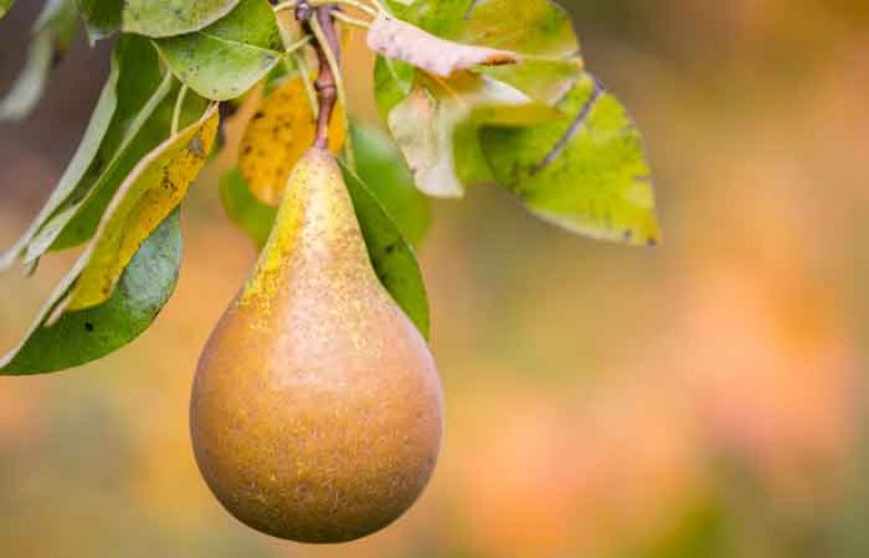 خواص گلابی وحشی