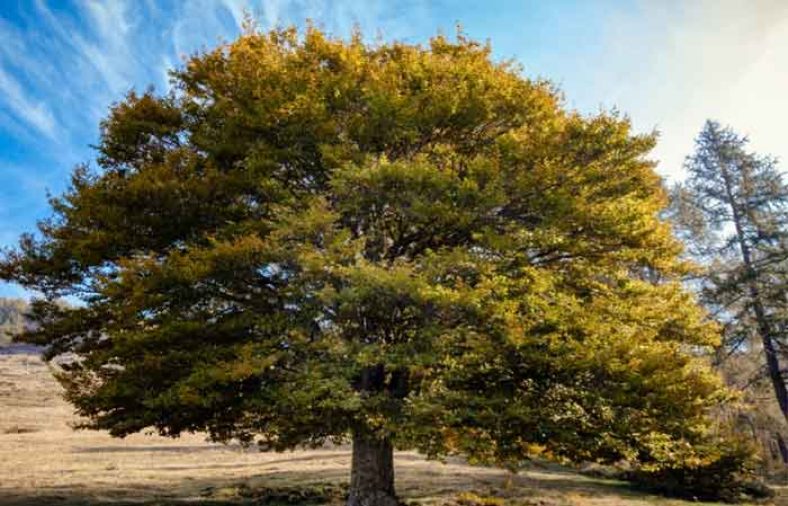 خواص نارون کوهی