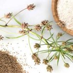 طریقه مصرف اسفرزه