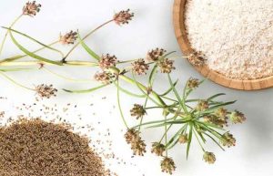 طریقه مصرف اسفرزه