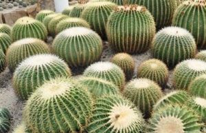تکثیر کاکتوس توپی (کاکتوس اچینو)
