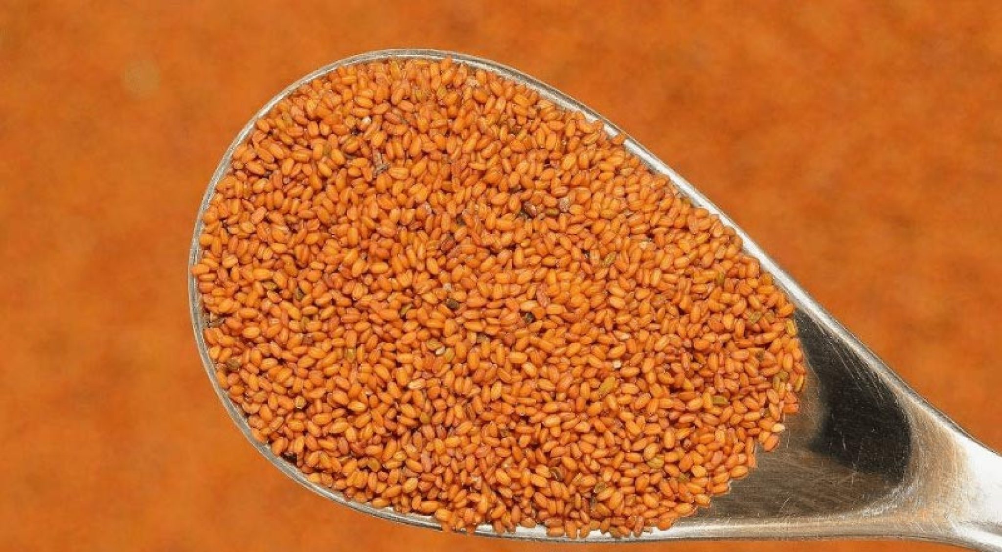استفاده از خواص خاکشیر برای یبوست + درمان یبوست ستاره استفاده از خواص خاکشیر برای یبوست + درمان یبوست ستاره